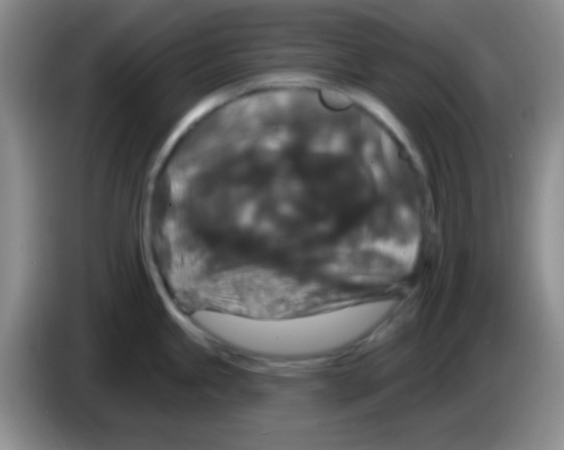 X0000083571245200703091631
