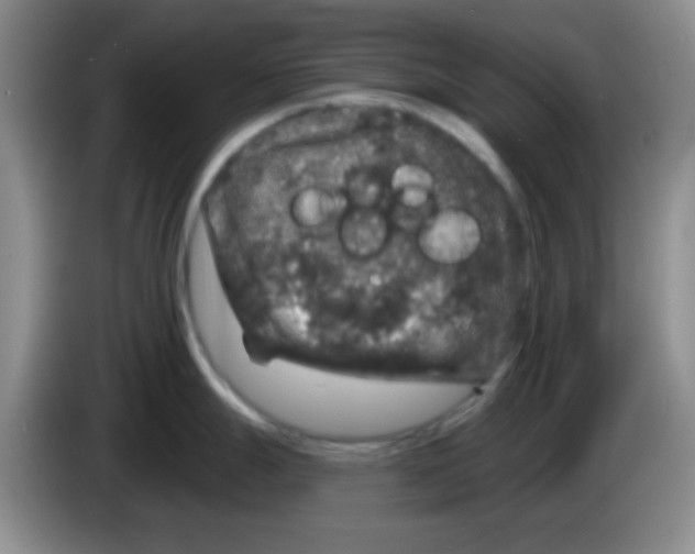 X0000083571247200703091631