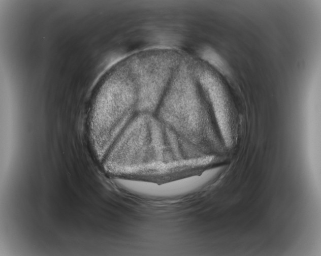 X0000083571260200703091630