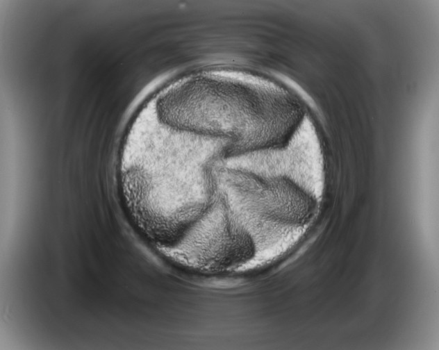 X0000083571325200703091629