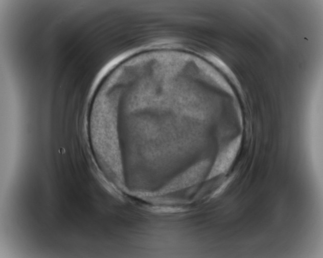 X0000083571336200703091629