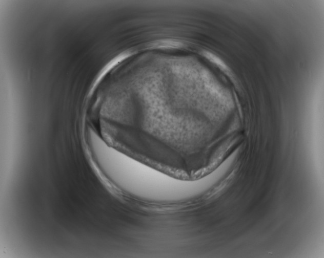 X0000083571426200703091628