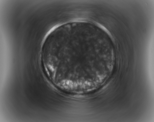 X0000083571463200703091627