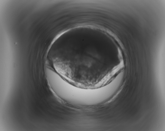 X0000083571529200703091627