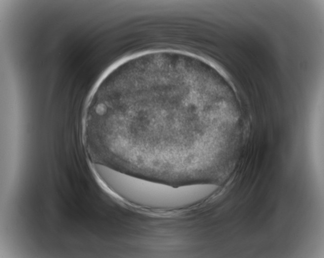 X0000083571535200703091627