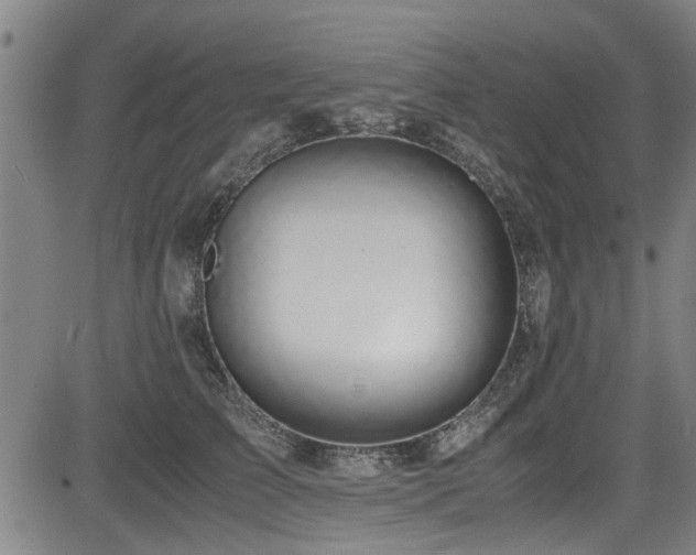 X0000083580709200702091119