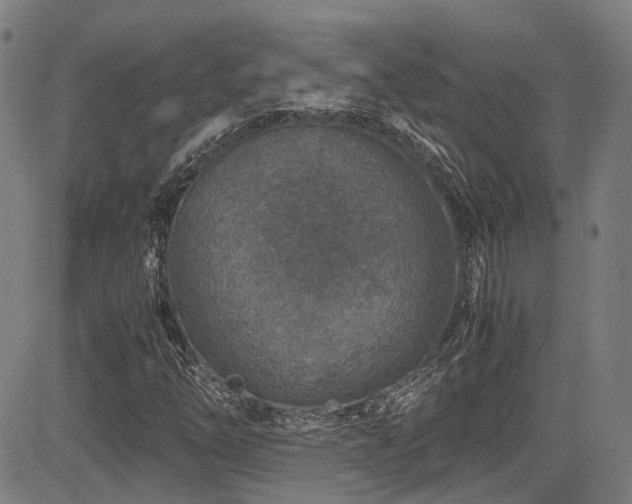 X0000083581254200702091110