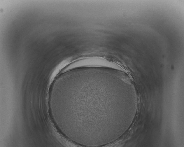 X0000083580006200702162129