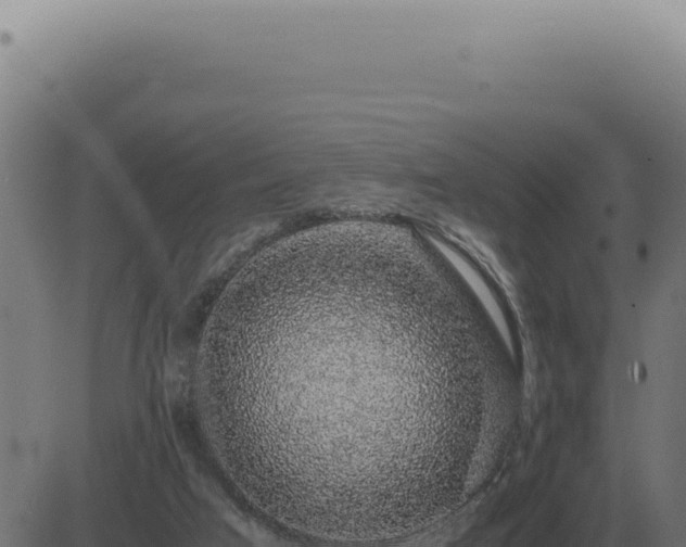 X0000083580017200702162129