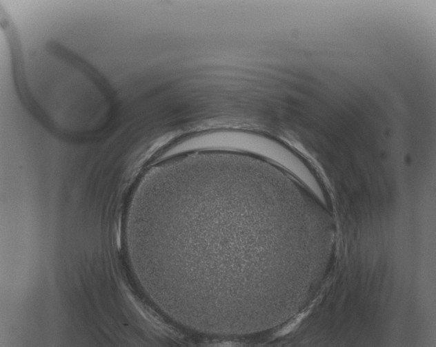 X0000083580062200702162128