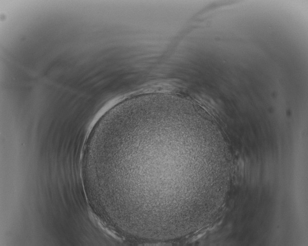 X0000083580100200702162128