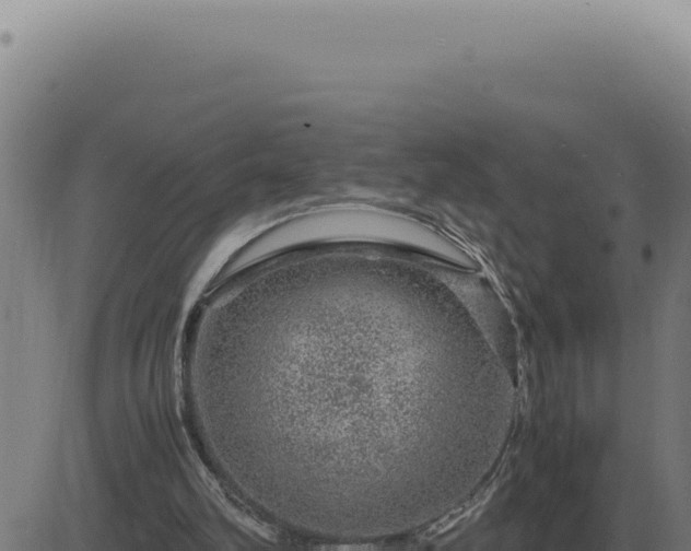 X0000083580102200702162128