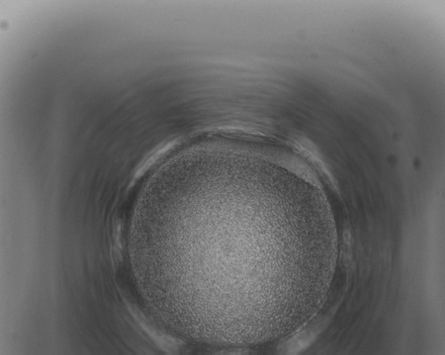 X0000083580116200702162128