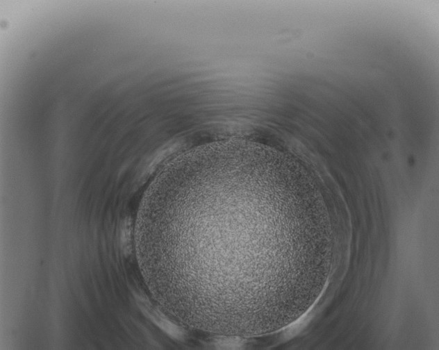 X0000083580144200702162127