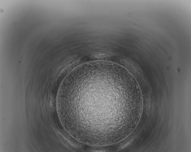 X0000083580653200702162119