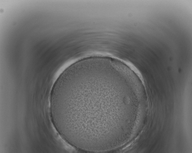 X0000083581287200702162108