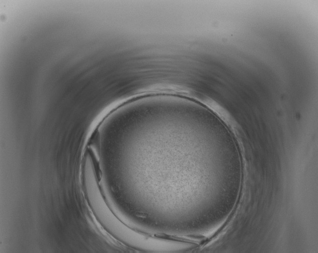 X0000083581296200702162108