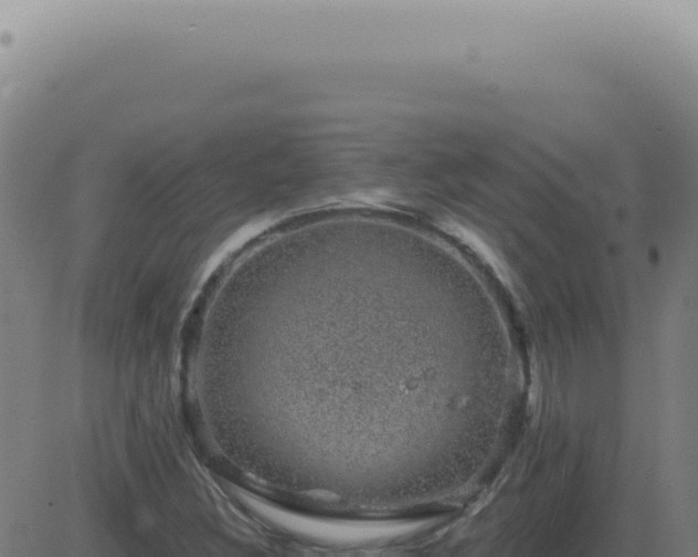 X0000083581308200702162108