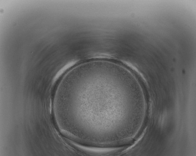 X0000083581317200702162108