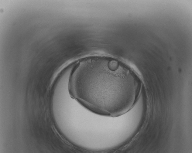 X0000083581318200702162108