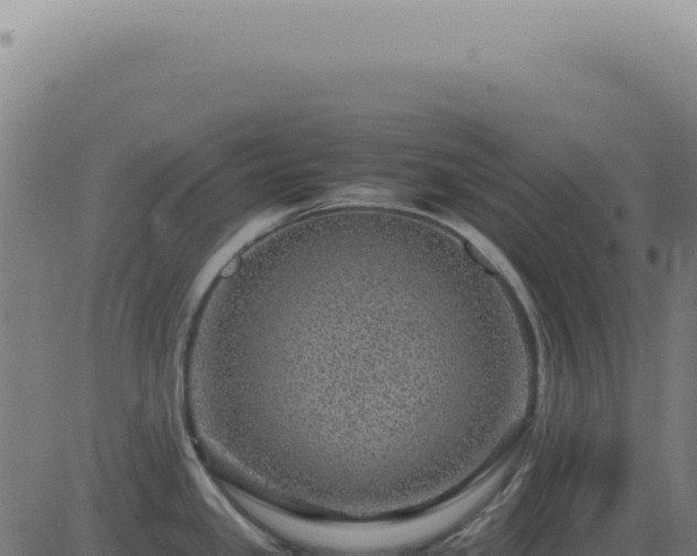 X0000083581341200702162108