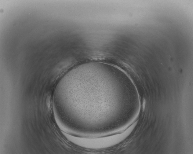X0000083581444200702162106