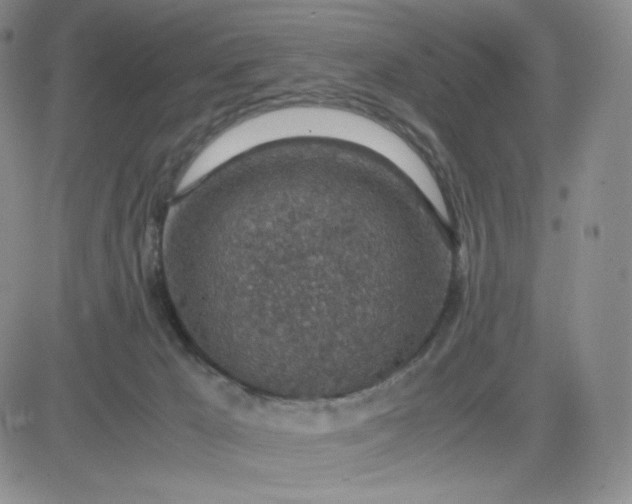 X0000083580029200702231706