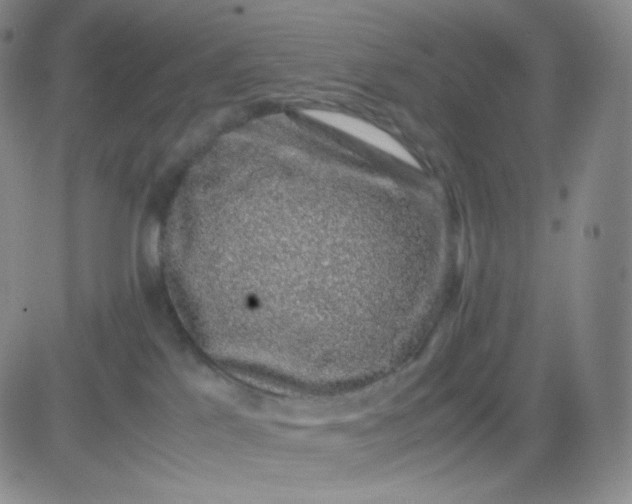 X0000083580041200702231706