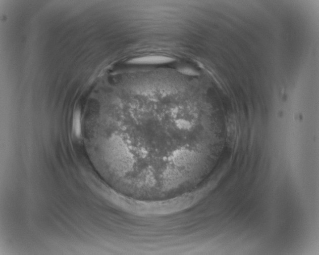 X0000083580046200702231706