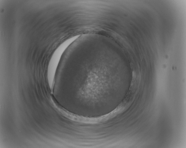 X0000083580048200702231706