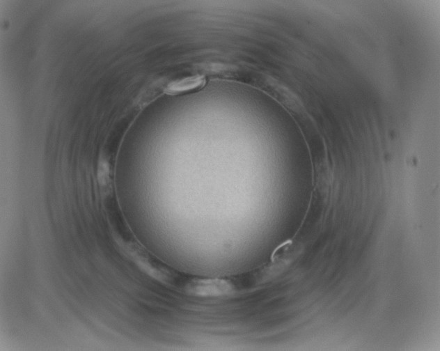 X0000083580087200702231706