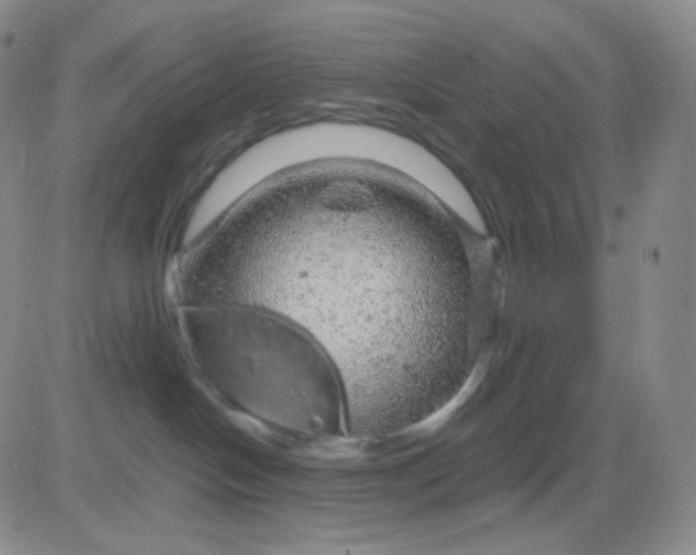 X0000083580094200702231706