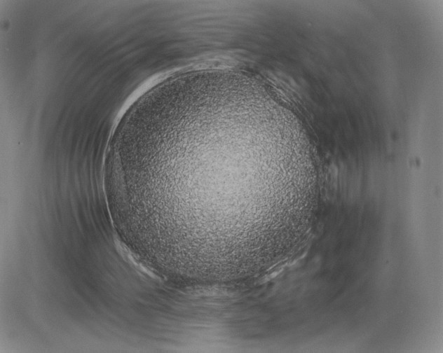 X0000083580100200702231705