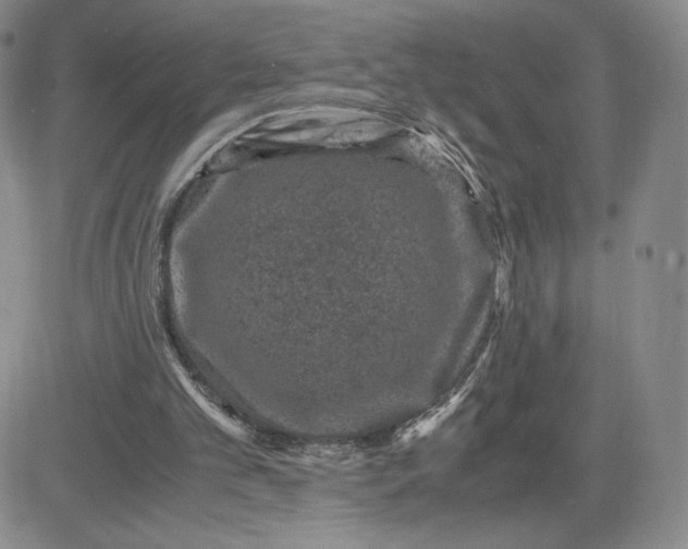 X0000083580101200702231705