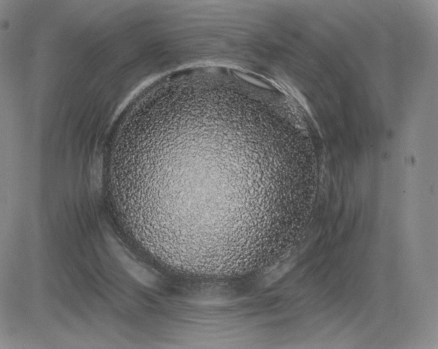 X0000083580108200702231705