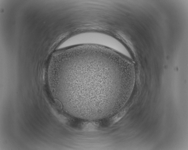 X0000083580115200702231705