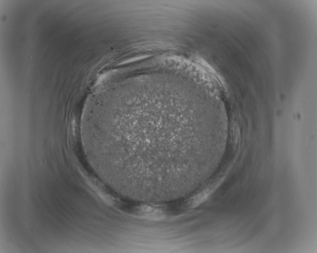 X0000083580117200702231705