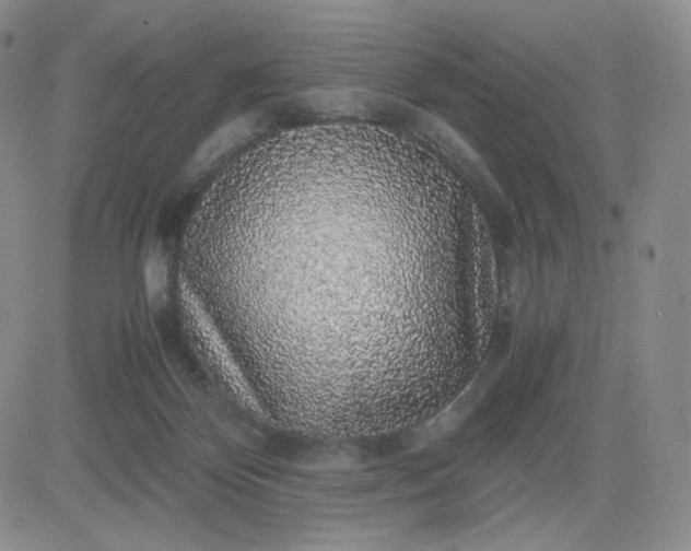 X0000083580124200702231705