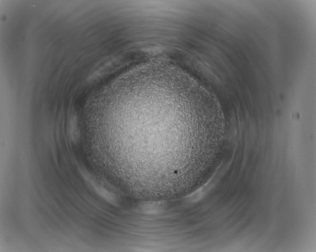 X0000083580136200702231705