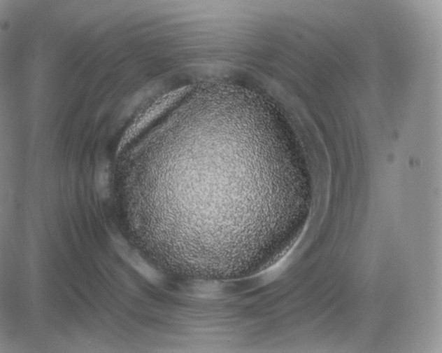 X0000083580144200702231705