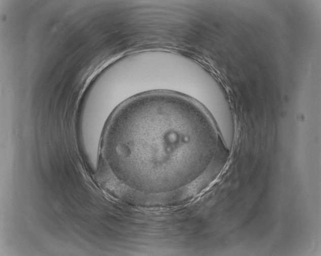 X0000083580146200702231704