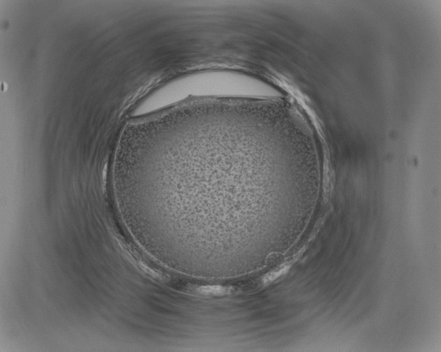 X0000083580153200702231704