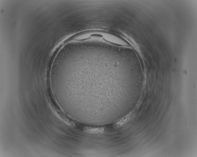 X0000083580155200702231704