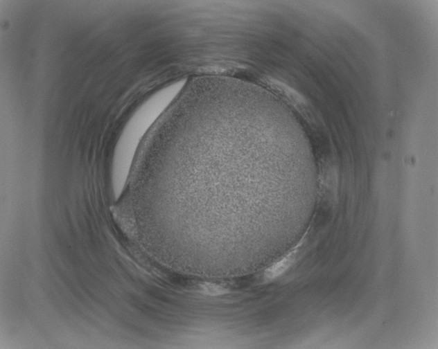 X0000083580166200702231704