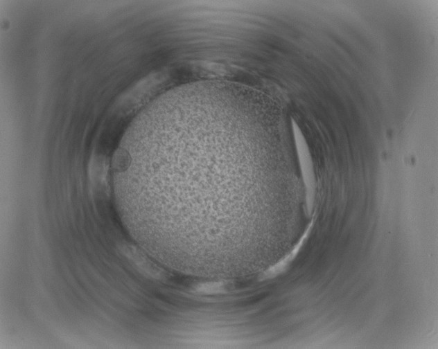 X0000083580178200702231704