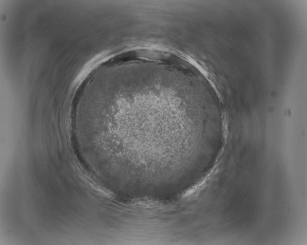 X0000083580199200702231704