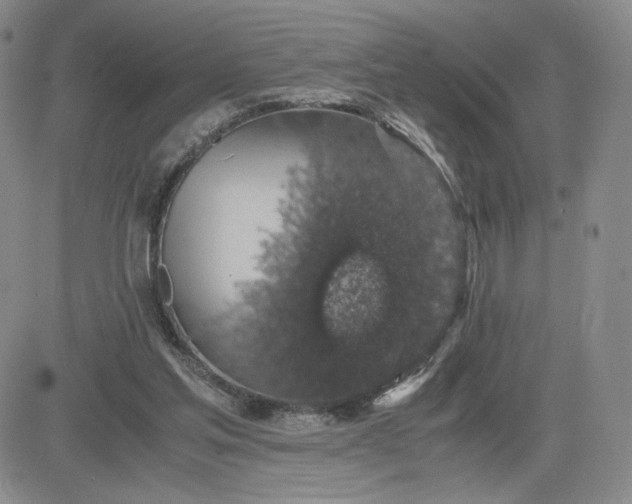 X0000083580205200702231704