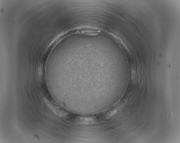 X0000083580208200702231703