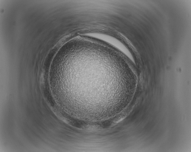 X0000083580209200702231703