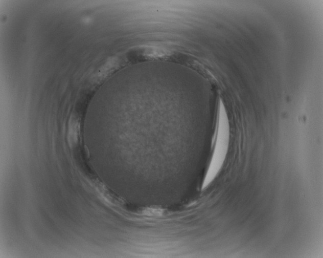 X0000083580227200702231703